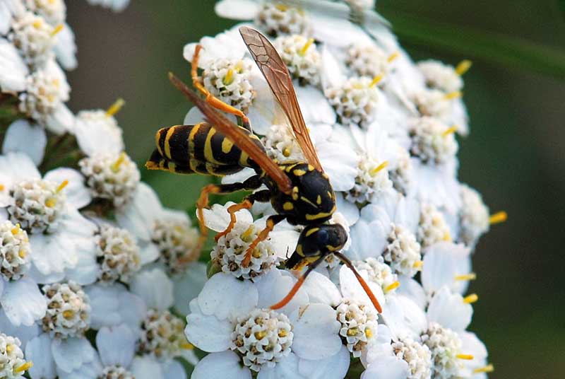 Vespidae ... parassitizzata da uno Strepsittero